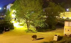 Mahalleye indi, sakin sakin dolaştı! Dev ayı gece kamerasında yakalandı