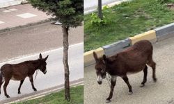 Hanönü anayolunda sürpriz misafir kameraya böyle yansıdı!