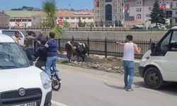 Kastamonu’da firar eden kurbanlık danadan yeni görüntüler geldi: Kaçamadı!