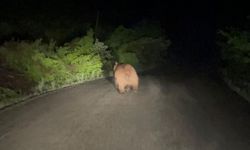 Gece yollarda şaşırtan görüntüler!