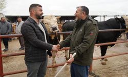 Kastamonu'da 850 kiloluk 'Polat'a rekor fiyat: Tam 340 bin TL