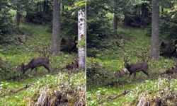 Kastamonu ormanlarında nadir görüntü!