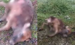 Kastamonu’da çevre alarmı: Gölete bırakılan hayvan leşleri tepki çekti