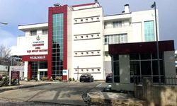 Kastamonu’da feci olay: Kestiği ağaç canından etti