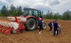 Kastamonu’da yerli ayçiçeği tohumu için deneme ekimi yapıldı