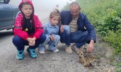 Kastamonu’da yürek ısıtan kurtarma: Yavru karaca tedaviye alındı