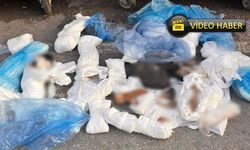 Allah sizi kahretsin: Poşetler içinde 33 ölü kedi bulundu!