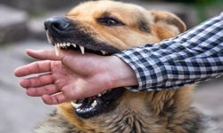 Kastamonu’da kadını köpek ısırdı: Yürüyüş kâbusa döndü!