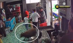 Kastamonu’da kurbanlık kaçtı, markete sığındı: O anlar kamerada