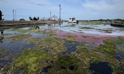Karadeniz’de şaşırtan görüntü: Liman yeşile döndü!