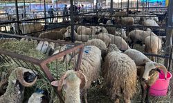 Taşköprü’de kurbanlık telaşı büyüdü: Hayvan pazarı ne zamana kadar açık?