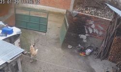 Taşköprülü fenomenin köpeği kapıyı yerinden söktü: O anlar kamerada
