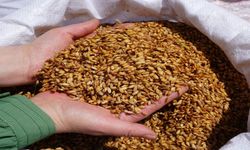 Ilgaz ve Tosya arasında pirinç gerilimi