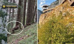 Kastamonu’da Valla Kanyonu’nda ayı paniği: Burun buruna geldiler!
