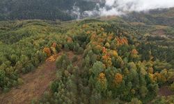 Yangın riski arttı, Kastamonu ormanlarında kurallar değişti