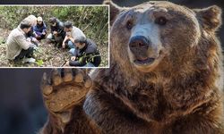 Kastamonu’da insan-bozayı çatışmasına çözüm aranıyor