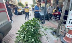 Fren yerine gaza bastı iki ağacı devirdi