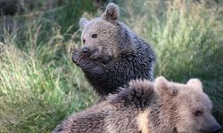 Kastamonu’da yavru ayılar görüntülendi: Doğada bahar hareketliliği