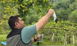 İnebolu’da kestane ağaçlarını koruyacak önemli adım