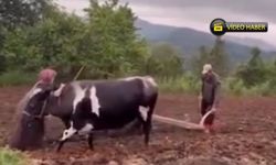 Kastamonu’da kara saban yeniden toprakla buluştu