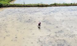 Kastamonu'da ekimine başlandı: Şeker hastaları da yiyebilecek