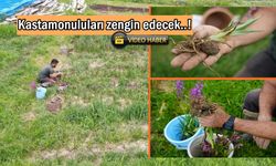 Kastamonuluları zengin edecek: Fiyat 13 bin TL’ye ulaştı