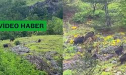 Kastamonu’da domuz sürüsü görüntülendi