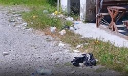 Kastamonu’da muhtarı çileden çıkaran görüntü