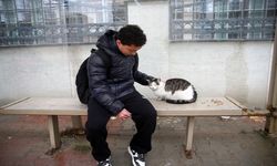 Kastamonu’da kedi, otobüs durağının maskotu haline geldi