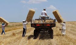 Saman fiyatları yarı yarıya düştü