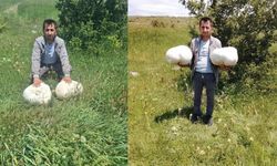 20 Kiloluk dev mantar görenleri hayrete düşürdü