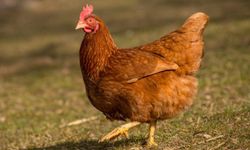 Sokak köpekleri 30 tavuğu telef etti!