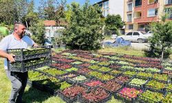 Taşköprü, 70 bin çiçekle rengarenk olacak