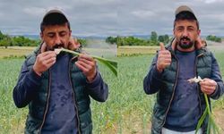 Taşköprü sarımsağında hasat öncesi sevindiren görüntü! Üreticiden güven veren paylaşım