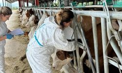 Taşköprü’de ari işletmelerde denetimler sürüyor