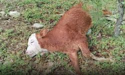 Kastamonu'da büyükbaş hayvan ölü halde bulundu