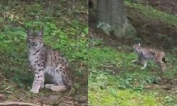 Kastamonu’da nadir görülen vaşak görüntülendi