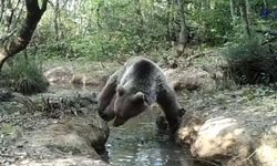 Kastamonu'da doğanın gizli yüzü ortaya çıktı