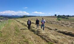 Kastamonu’da yem bitkileri ekiliş alanlarında kontroller başladı