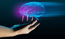 Beynin gizemli bölgesi ilk kez ayrıntılı haritalandı: Alzheimer ve Parkinson için yeni umut