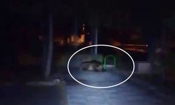 Kabus: Çocuk parkına ayı girdi!