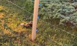 Ilgaz Dağı’nda koruma altındaki gelincik görüntülendi
