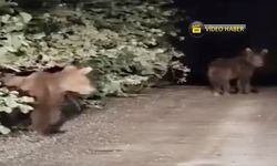 Kastamonu’da gece yarısı ayı paniği