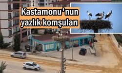 Kastamonu’da leylekler mahalle hayatına renk katıyor: Yazlık komşular