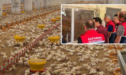Kastamonu'da tavuk işletmelerine yakın takip