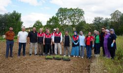 Kastamonu’da aromatik bitkiler çiftçiye yeni gelir kapısı olacak