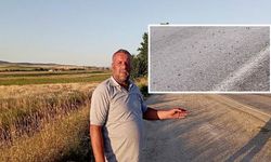 Binlerce kurbağa yola akın etti