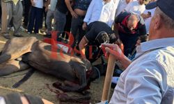 Son dakika! Taşköprü Festivali’nde at yarışında korkunç kaza: Yarış pistinde 2 at telef oldu