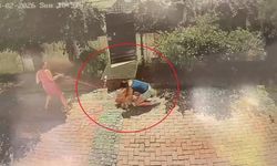 Ağızlıksız pitbull dehşet saçtı: Küçük kız yere savruldu, köpeği ağır yaralandı