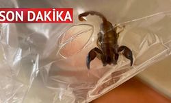 Son dakika: Kastamonu’da akrep paniği! Hastanelik etti